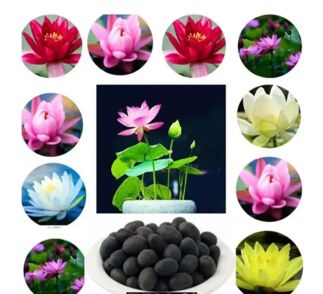 Lotus flower Seeds DM309 DM757