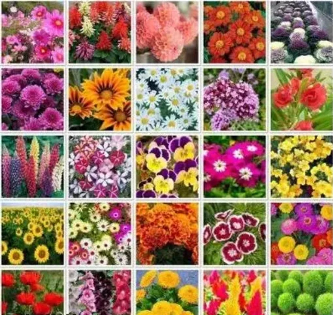 All Flower seeds DM378
