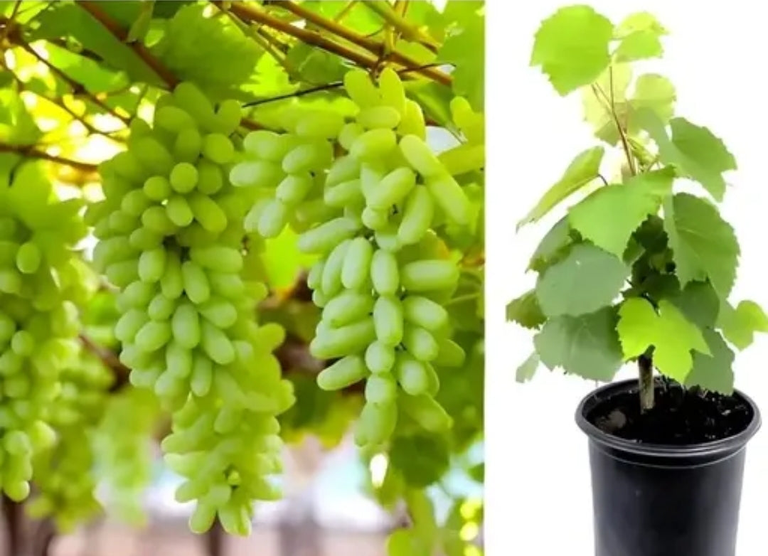 Nasik Grape Plant DM540