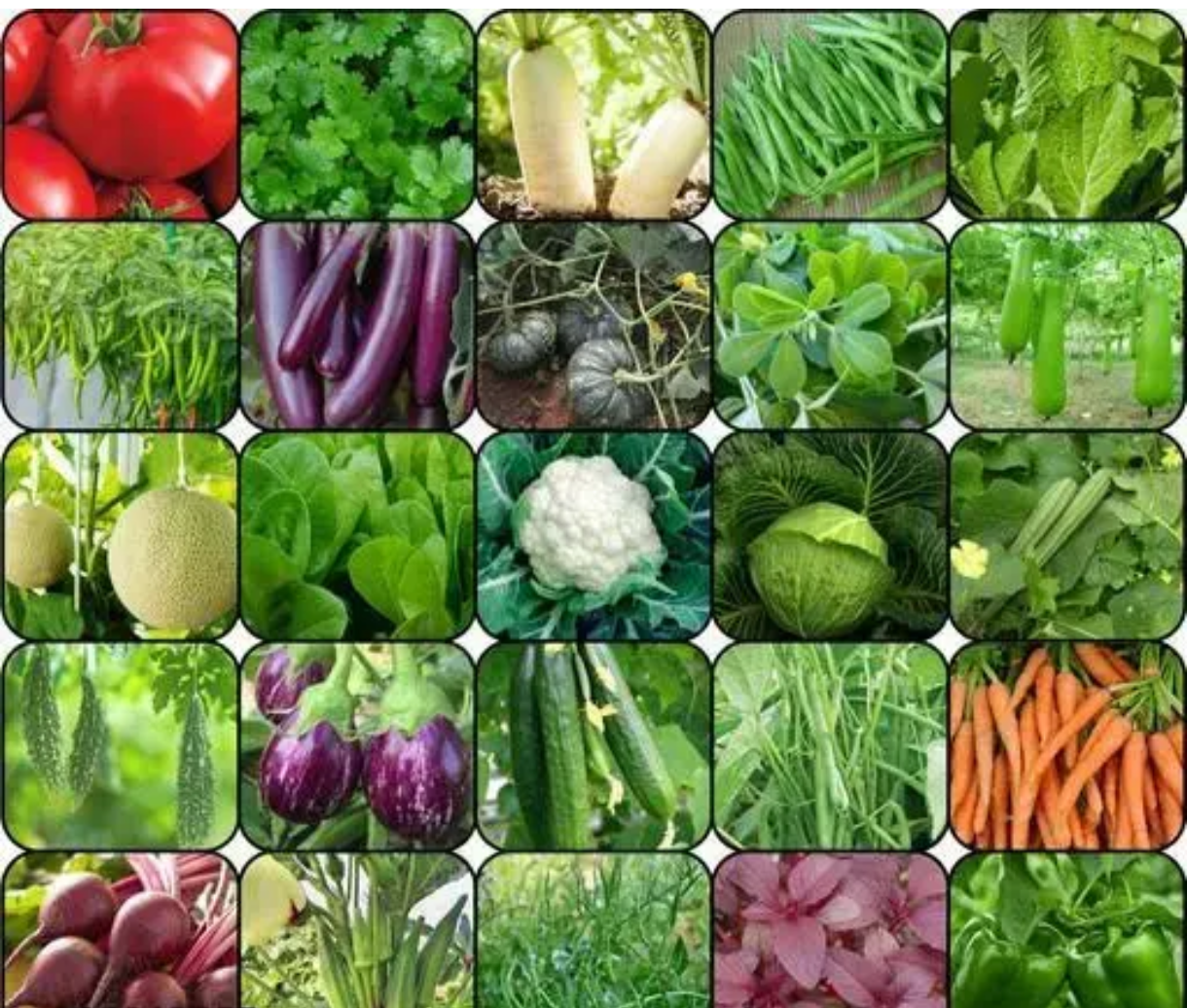 25 vegetables seeds DM775