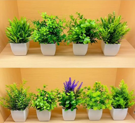 Bonsai plants DM84