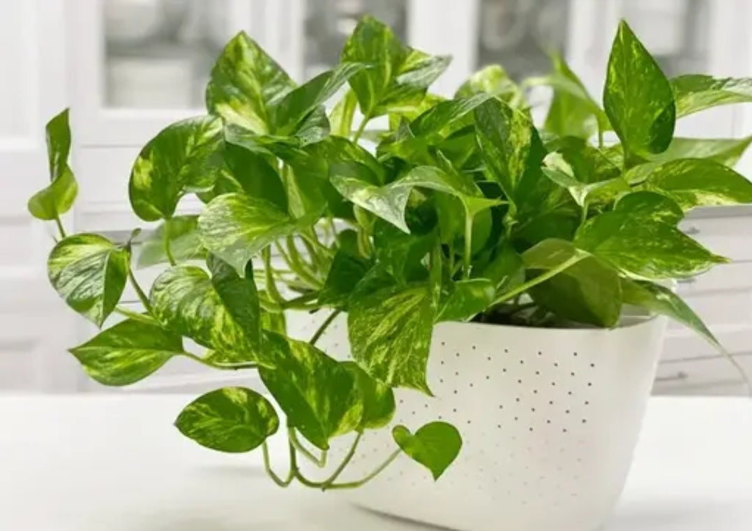 Green Money plant fresh DM436