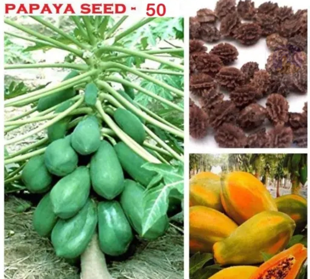 Red lady papaya seeds DM485