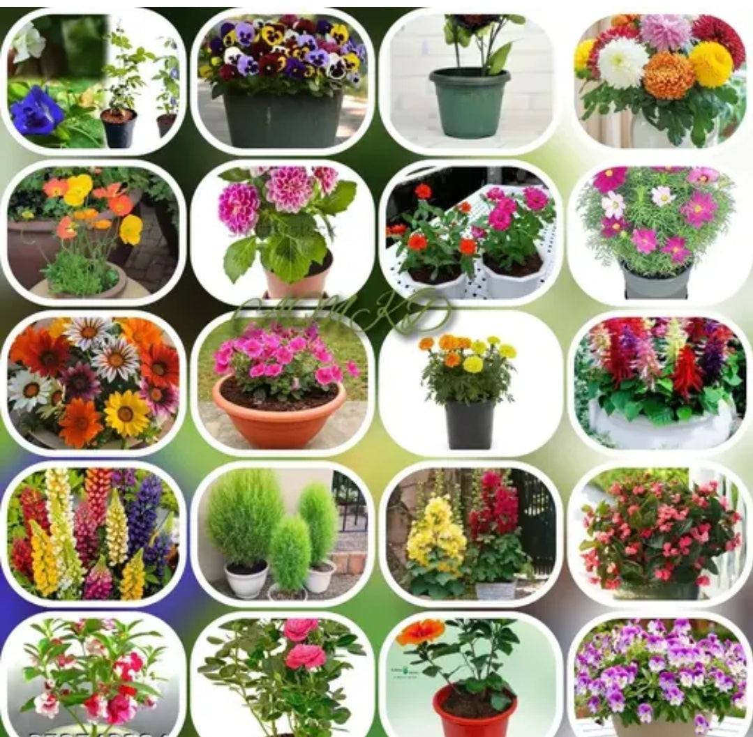 Flower seeds DM668